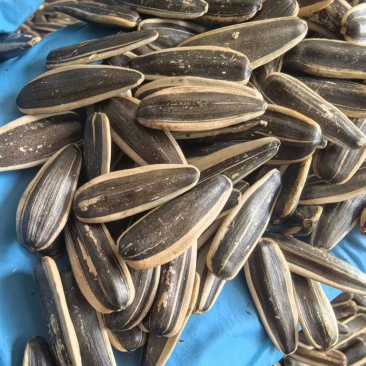 原味瓜子品质优子饱满香大量有货基地直供可视频看欢迎