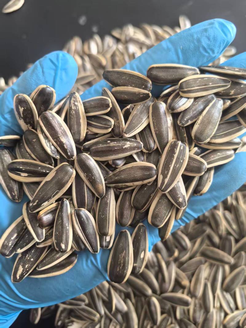 原味瓜子品质优子饱满香大量有货基地直供可视频看欢迎