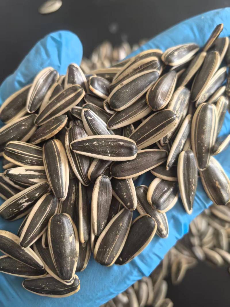 原味瓜子品质优子饱满香大量有货基地直供可视频看欢迎