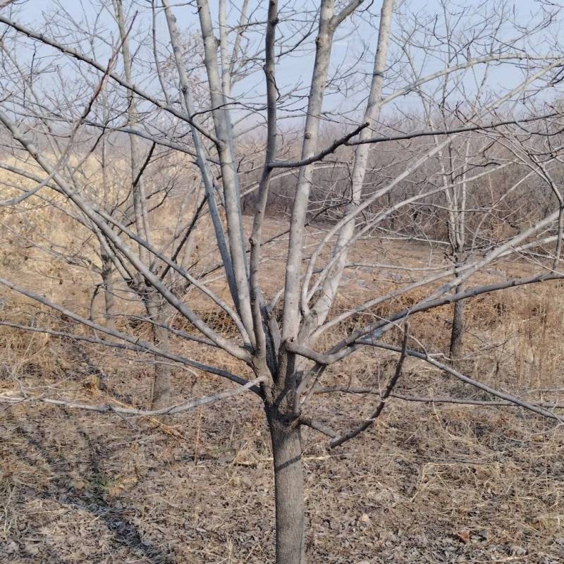 山东黑枣树苗，软枣树，君迁子/基地直发/质量三包全国供应批发