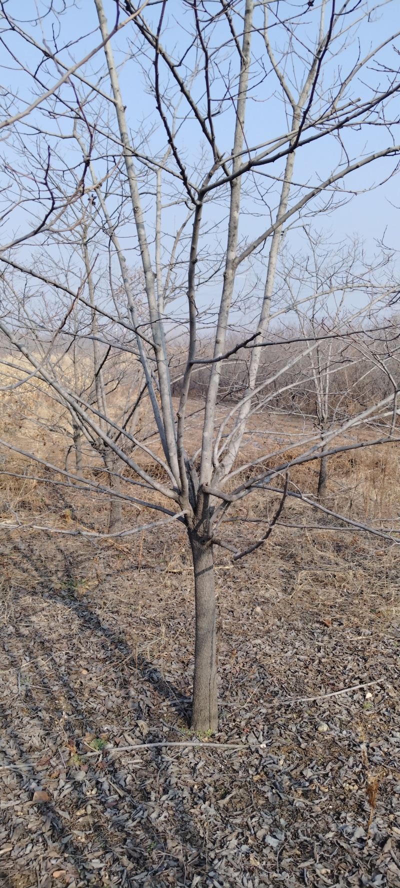 山东黑枣树苗，软枣树，君迁子/基地直发/质量三包全国供应批发