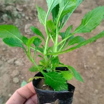 马鞭草基地批发！马鞭草属多年生，喜寒耐力强！