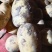 黄皮黄心基地只发品质保证量大从优欢迎来电
