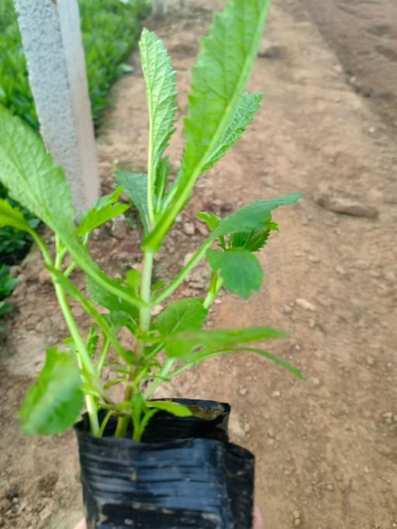 马鞭草基地批发！马鞭草属多年生，喜寒耐力强！