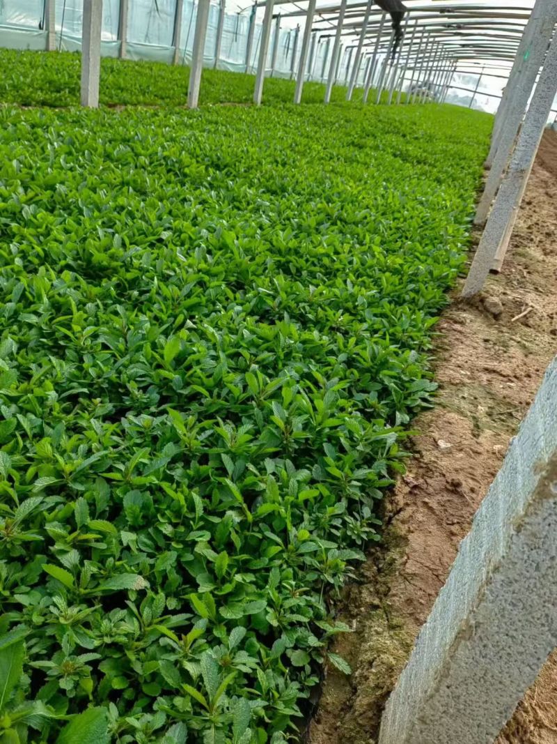 马鞭草基地批发！马鞭草属多年生，喜寒耐力强！