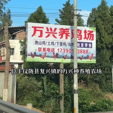 万兴养殖常年提供跑山鸡，下蛋鸡，老母鸡