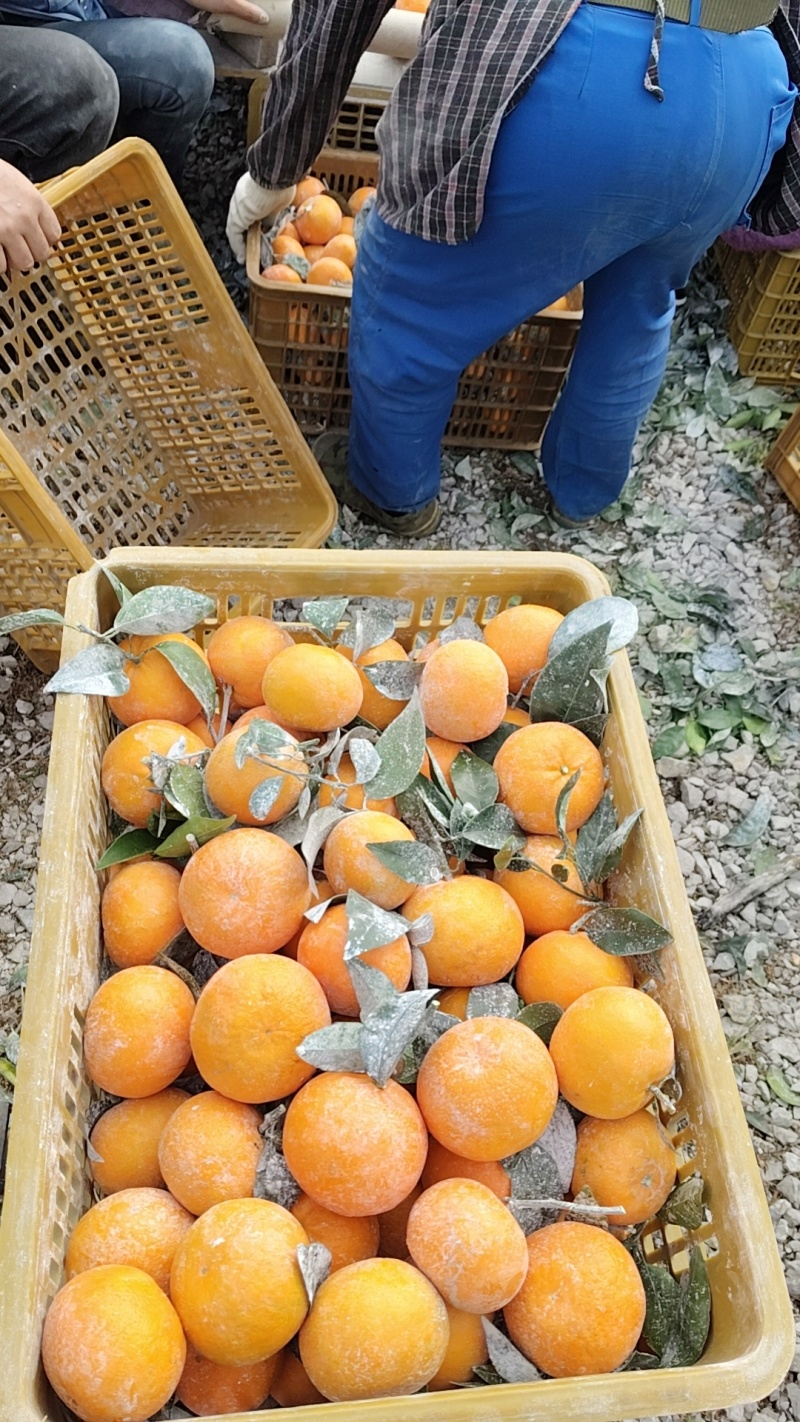 广西沃柑