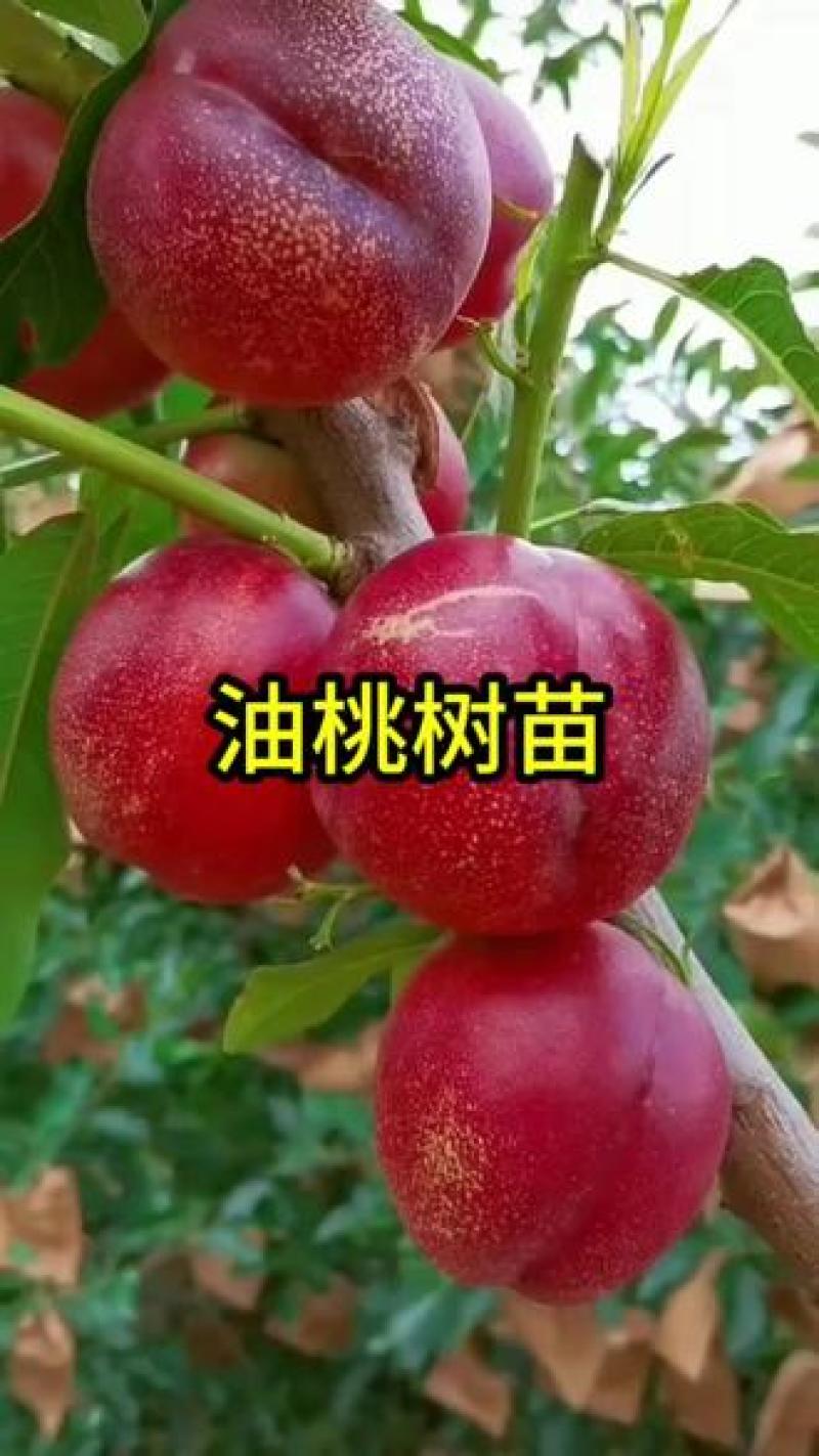 果园直发桃树苗早熟金硕超油一号曙光油桃保真品种成活率