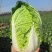 新野县联赢万亩蔬菜基地大量供应黄心大白菜