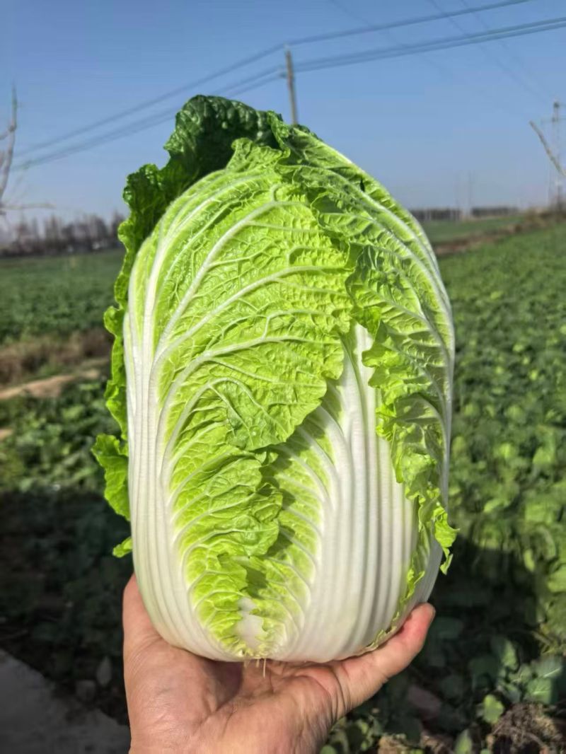 新野县联赢万亩蔬菜基地大量供应黄心大白菜