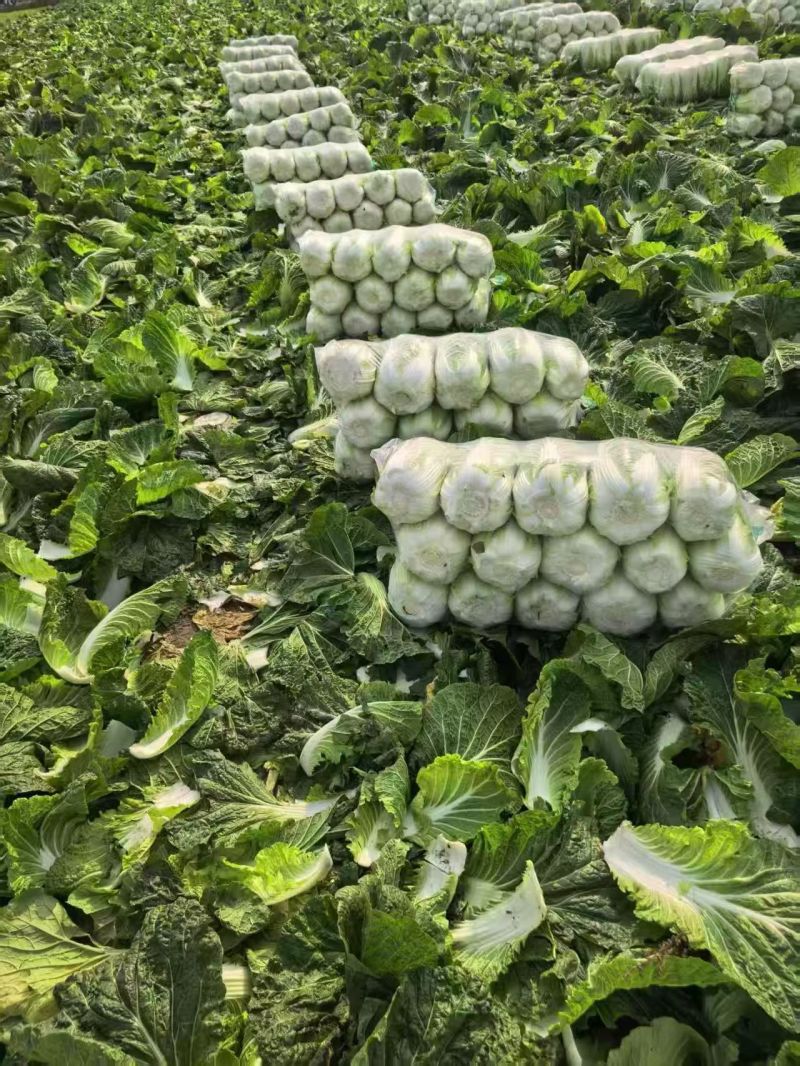 新野县联赢万亩蔬菜基地大量供应黄心大白菜