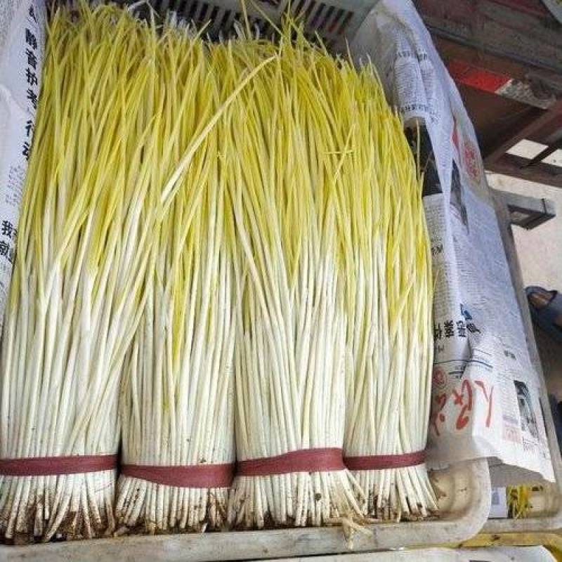 蒜黄品质保证对接各大平台商超市场有需要的进店联系