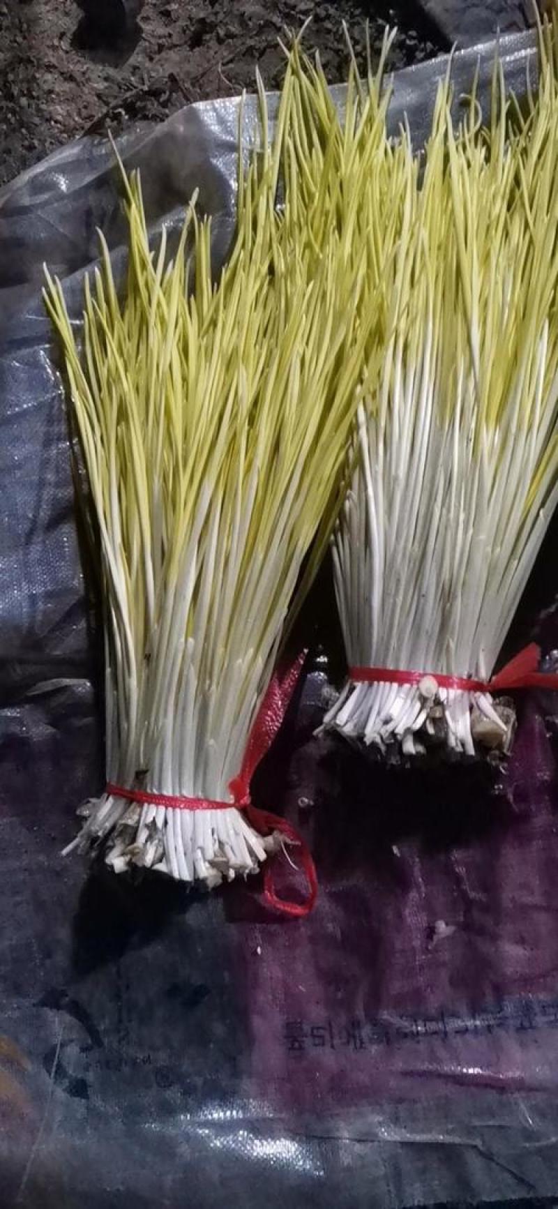 蒜黄品质保证对接各大平台商超市场有需要的进店联系