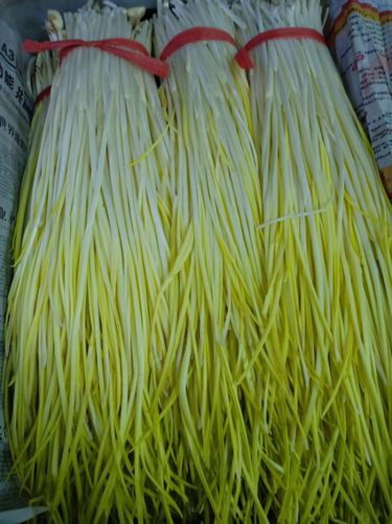 蒜黄品质保证对接各大平台商超市场有需要的进店联系