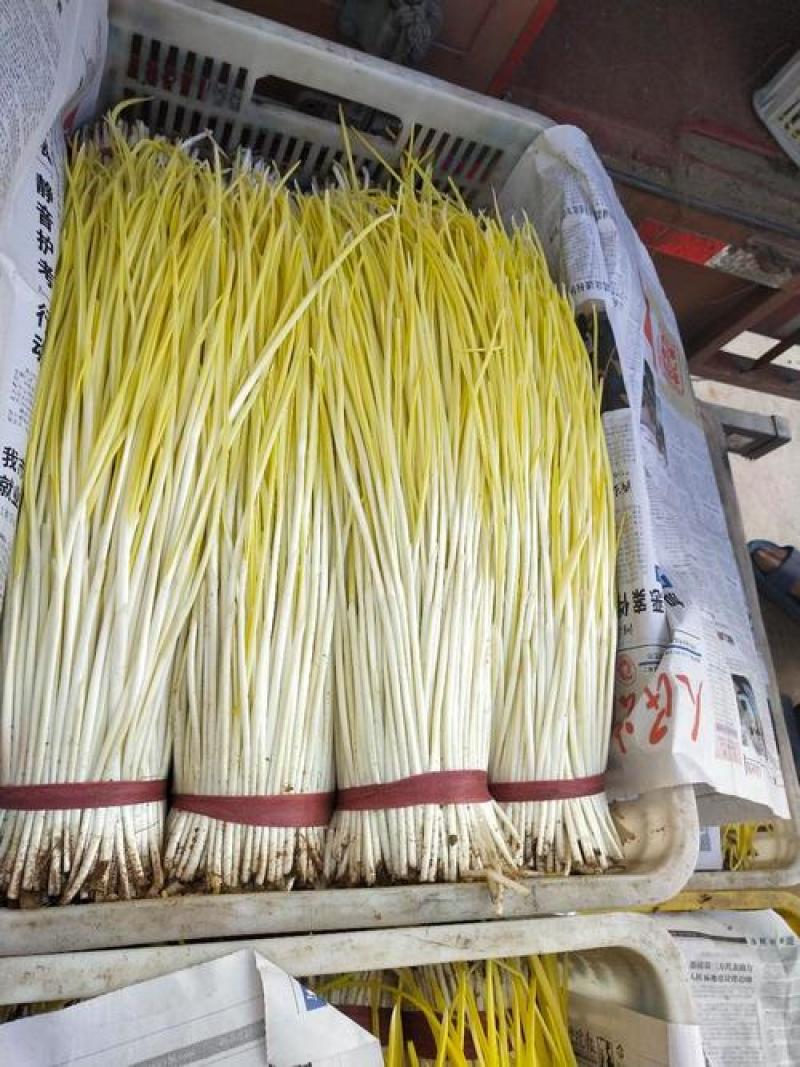 蒜黄品质保证对接各大平台商超市场有需要的进店联系