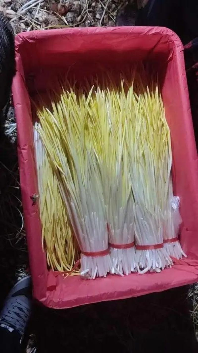蒜黄品质保证对接各大平台商超市场有需要的进店联系