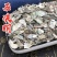 石决明中药材冷背正品石决明无硫***自然晒干鲍鱼壳