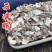 石决明中药材冷背正品石决明无硫***自然晒干鲍鱼壳