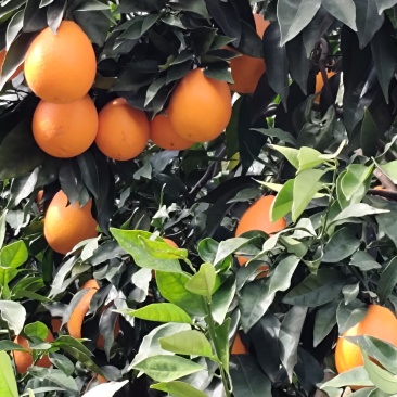 正宗奉节脐橙（福本品种，圆红品种，长虹品种，纽荷尔品种）