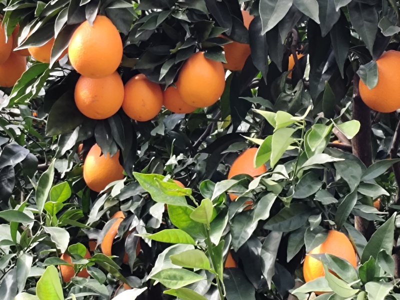 正宗奉节脐橙（福本品种，圆红品种，长虹品种，纽荷尔品种）