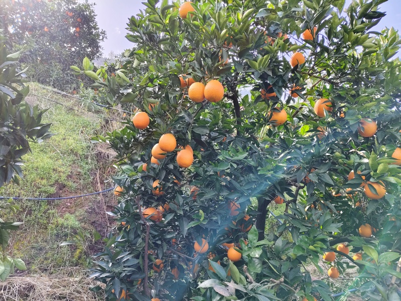 正宗奉节脐橙（福本品种，圆红品种，长虹品种，纽荷尔品种）