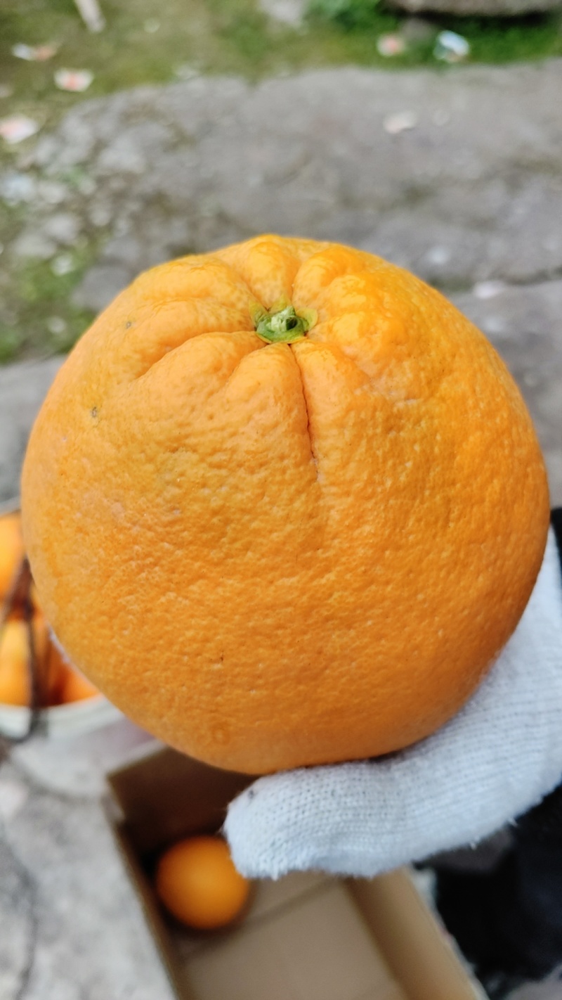 正宗奉节脐橙（福本品种，圆红品种，长虹品种，纽荷尔品种）