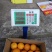 正宗奉节脐橙（福本品种，圆红品种，长虹品种，纽荷尔品种）
