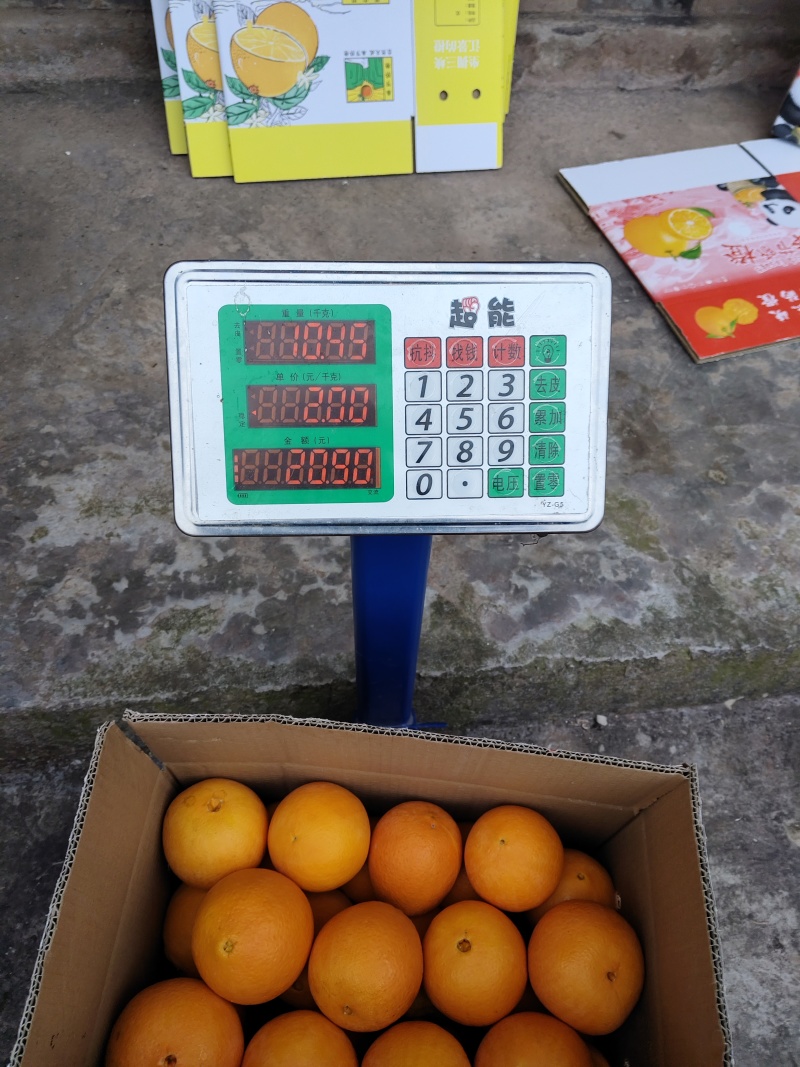 正宗奉节脐橙（福本品种，圆红品种，长虹品种，纽荷尔品种）