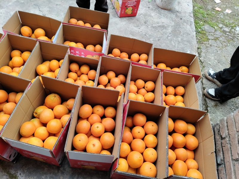 正宗奉节脐橙（福本品种，圆红品种，长虹品种，纽荷尔品种）