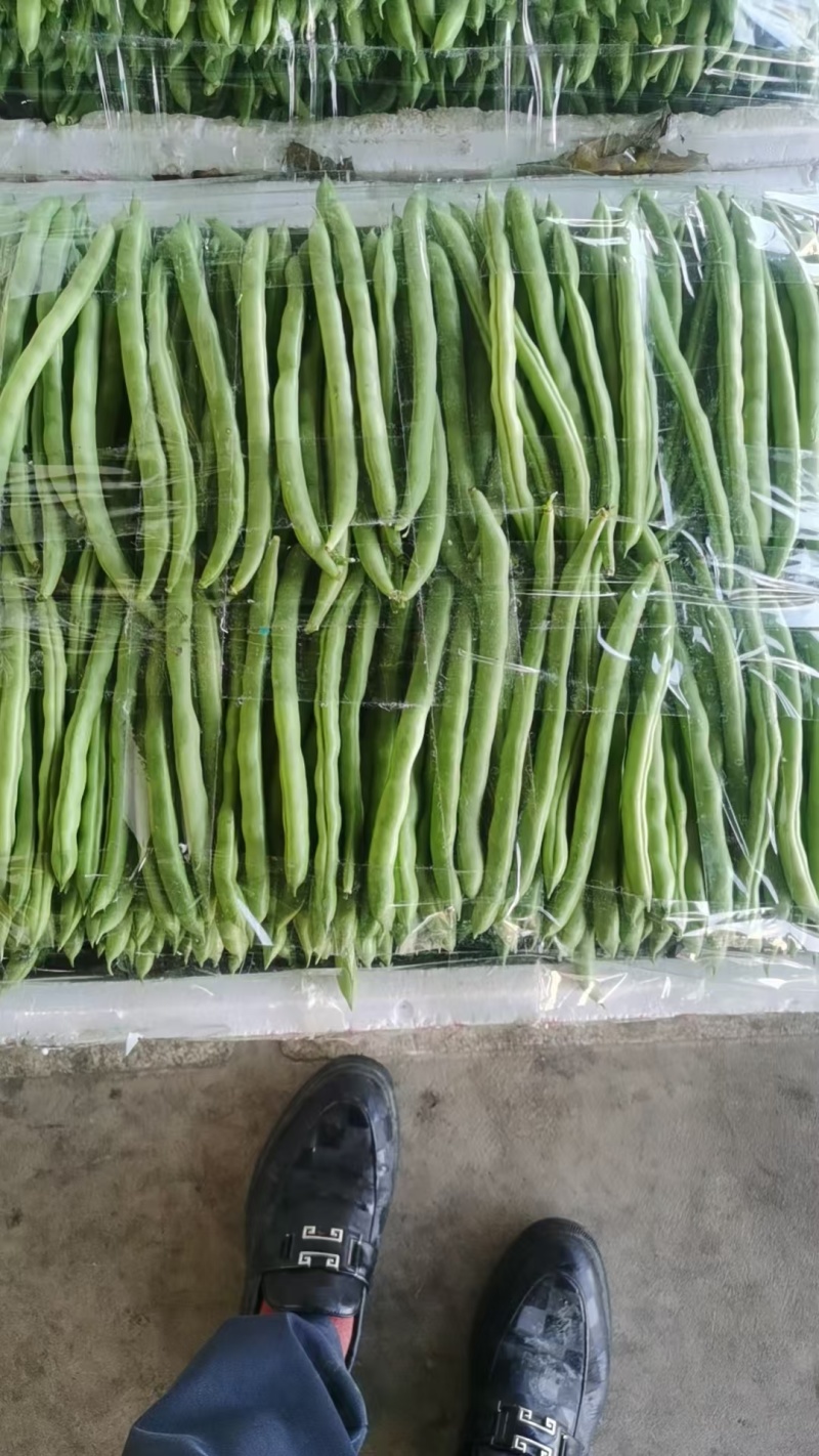 四季豆无筋豆基地直供现采现采新鲜上市