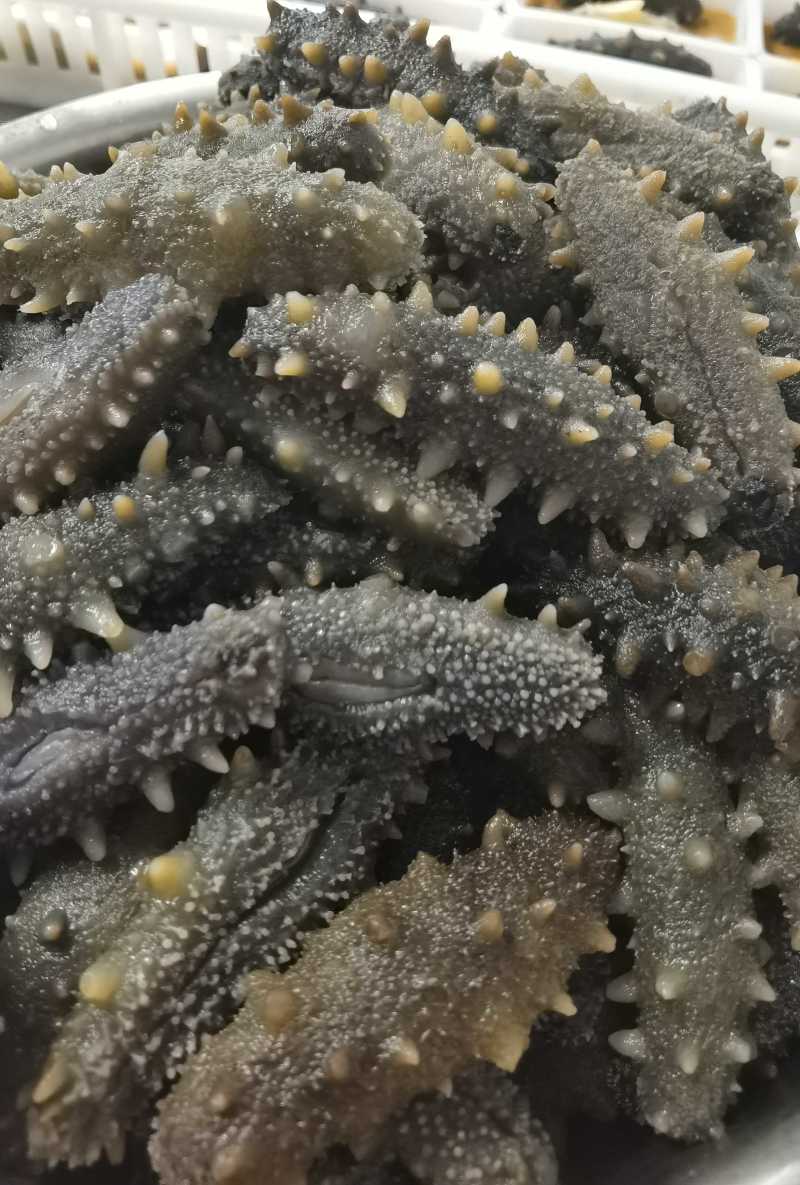 葱烧专用海参