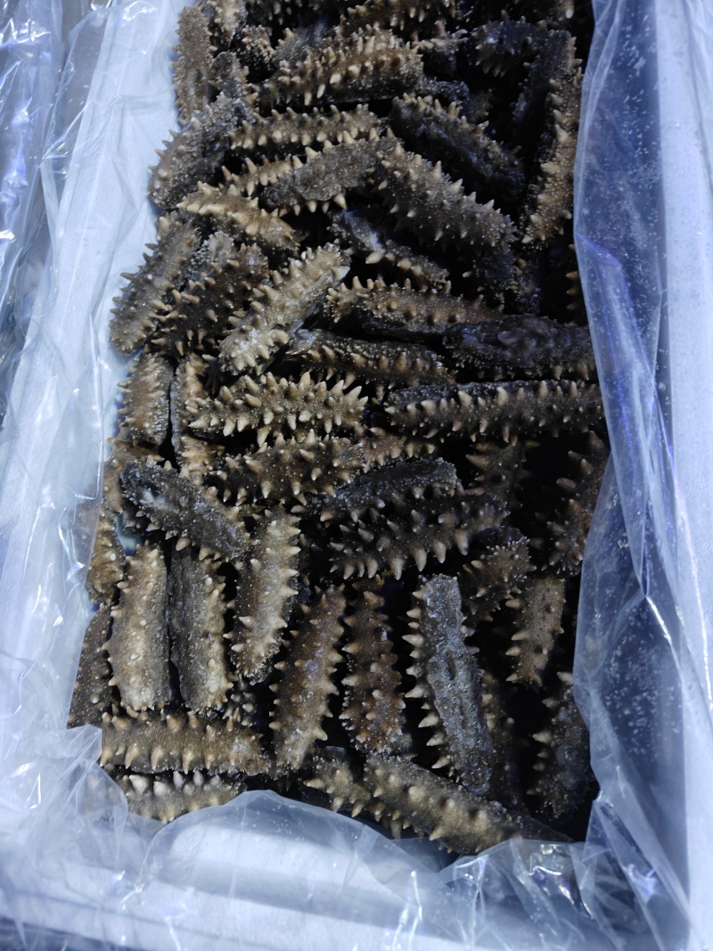 葱烧专用海参
