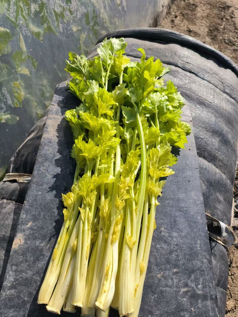 马家沟芹菜