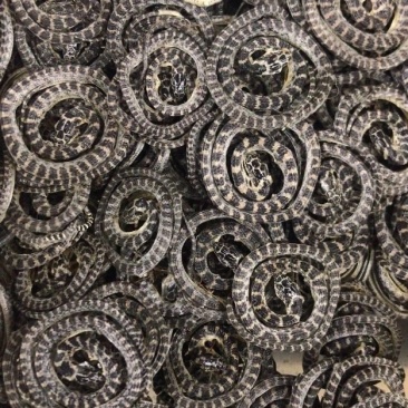 金钱白花蛇正品中药材