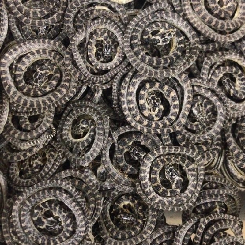 金钱白花蛇正品中药材