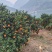 【推荐】纽荷尔脐橙一手货源供应市场商超电商量大从优