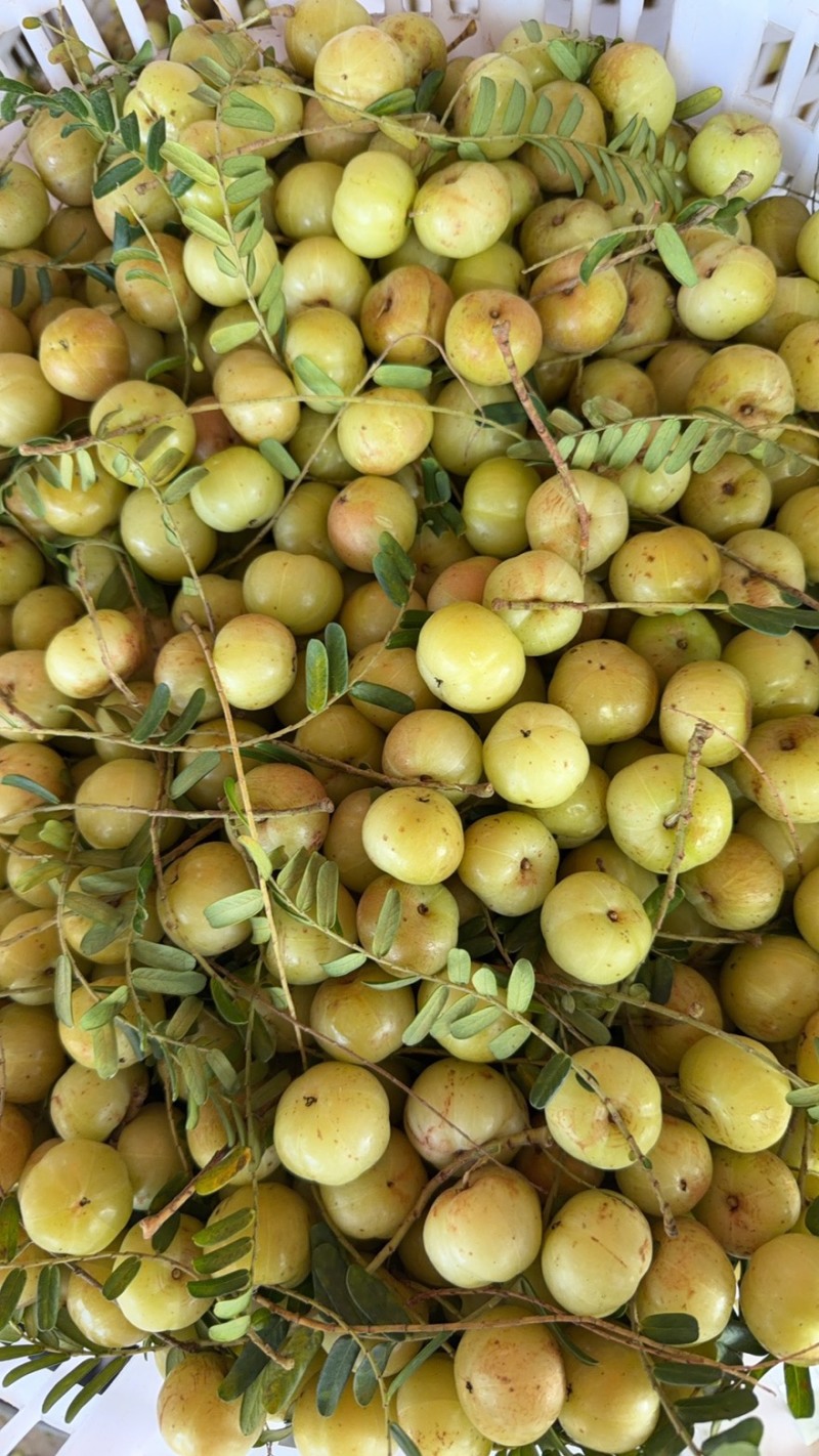 潮汕油甘果