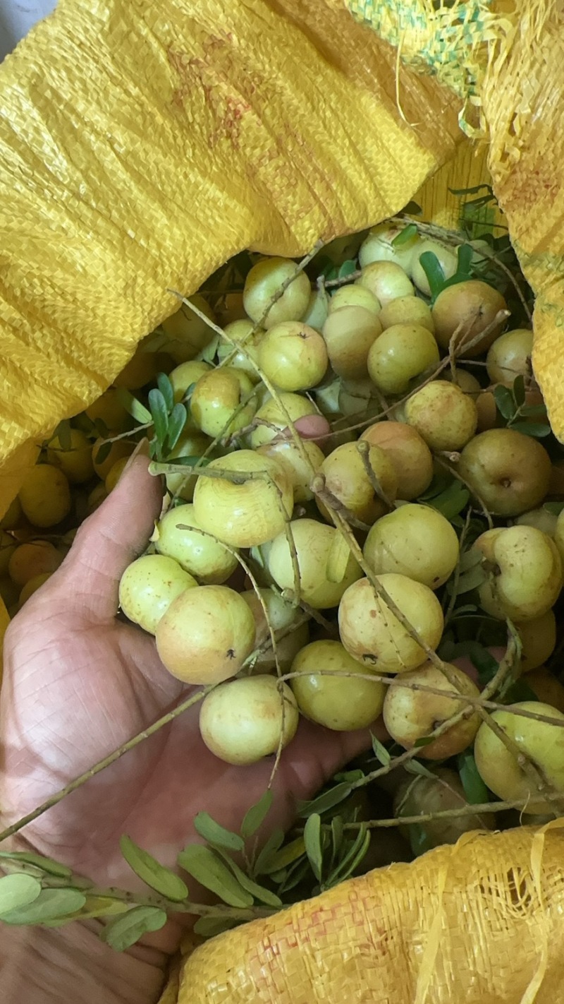 油甘果