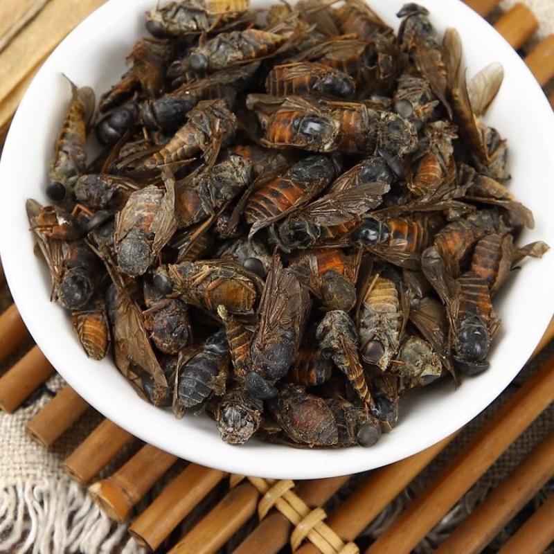 牤虫中药材牛牤虫牛苍蝇牛蚊子正品不掺蜜蜂