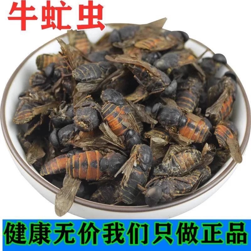 牤虫中药材牛牤虫牛苍蝇牛蚊子正品不掺蜜蜂
