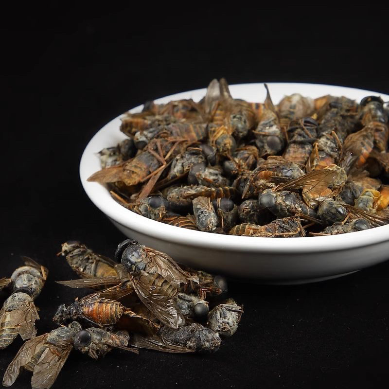 牤虫中药材牛牤虫牛苍蝇牛蚊子正品不掺蜜蜂