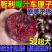车厘子，一件代发，电商供货，达人对接