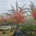 2512基地供应冬红开花灌木单杆高桩斜飘