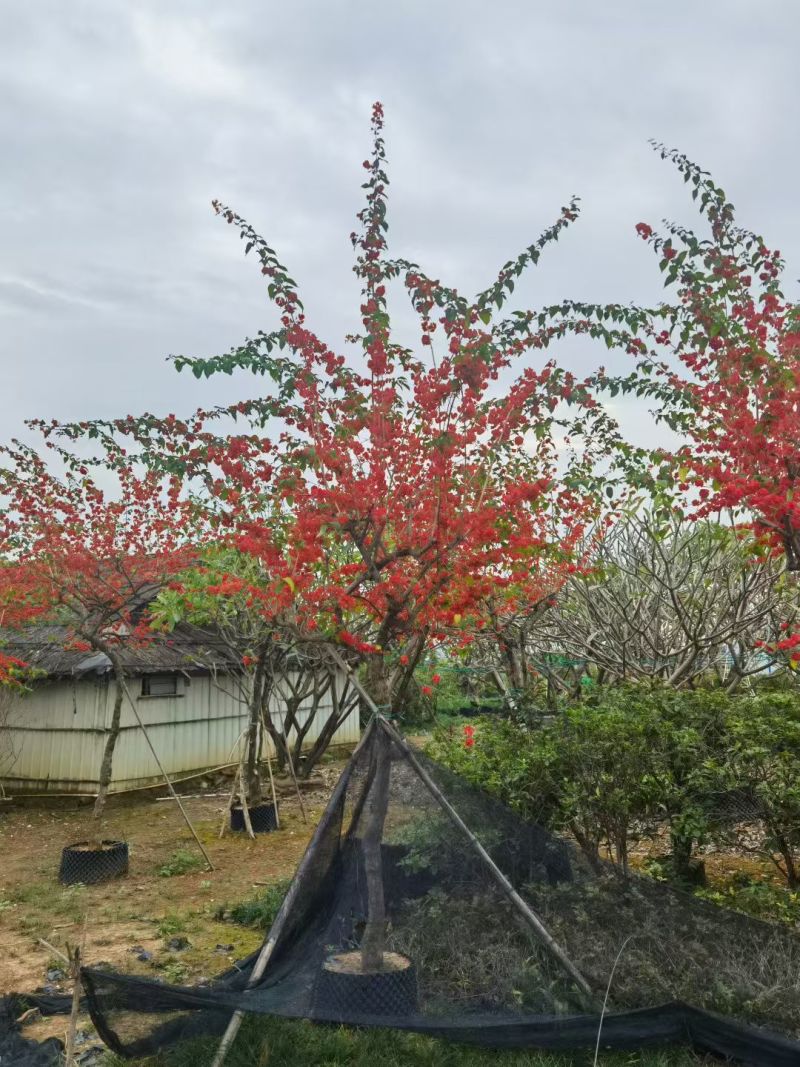 2512基地供应冬红开花灌木单杆高桩斜飘