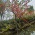 2512基地供应冬红开花灌木单杆高桩斜飘