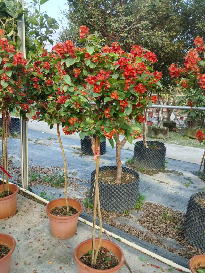 2512基地供应冬红开花灌木单杆高桩斜飘