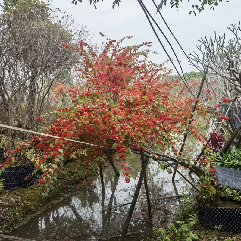 2512基地供应冬红开花灌木单杆高桩斜飘