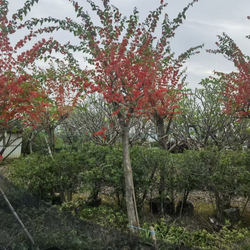 2512基地供应冬红开花灌木单杆高桩斜飘