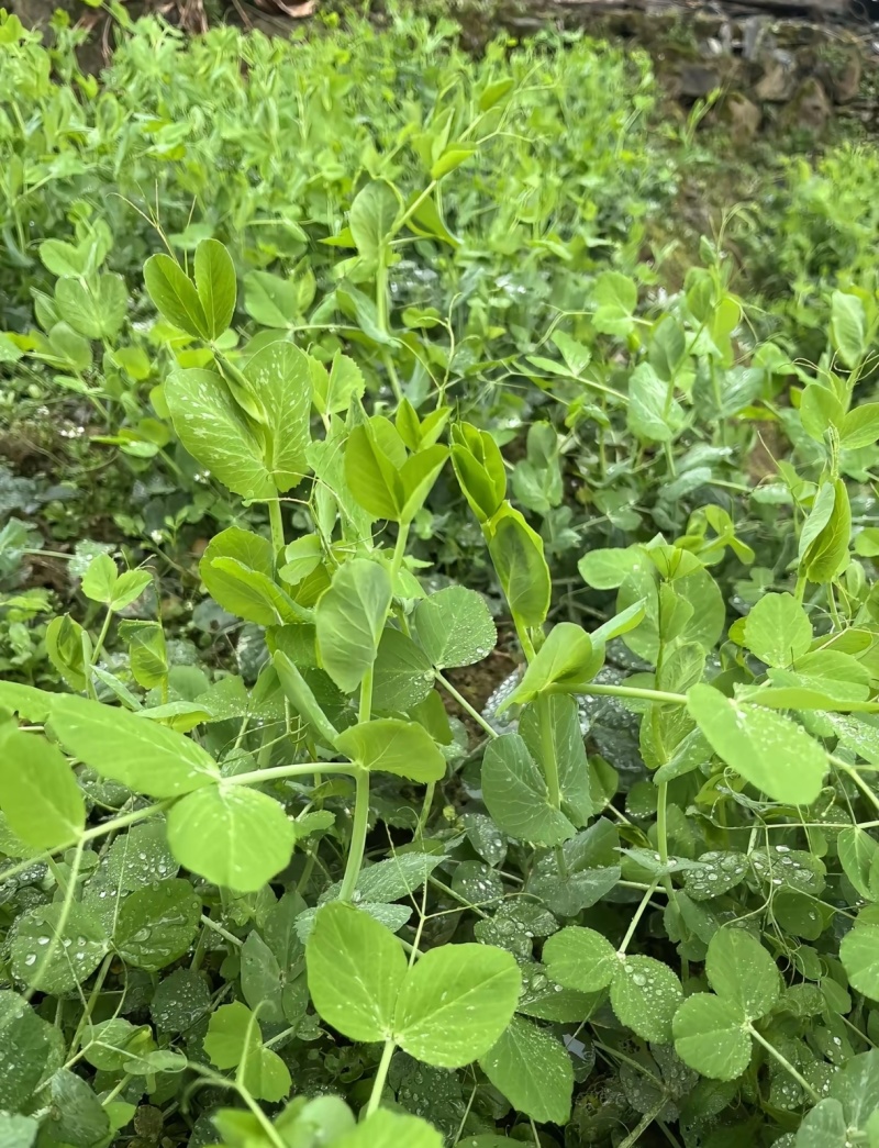 豌豆尖售卖