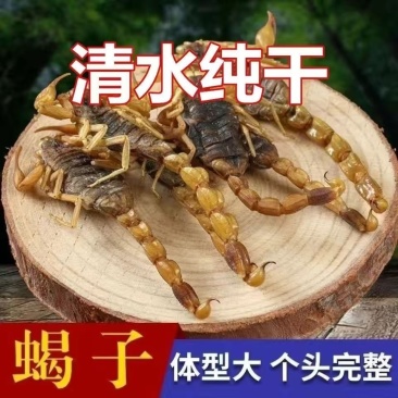 全蝎中药材全虫干全蝎干无盐全蝎蝎子干正品